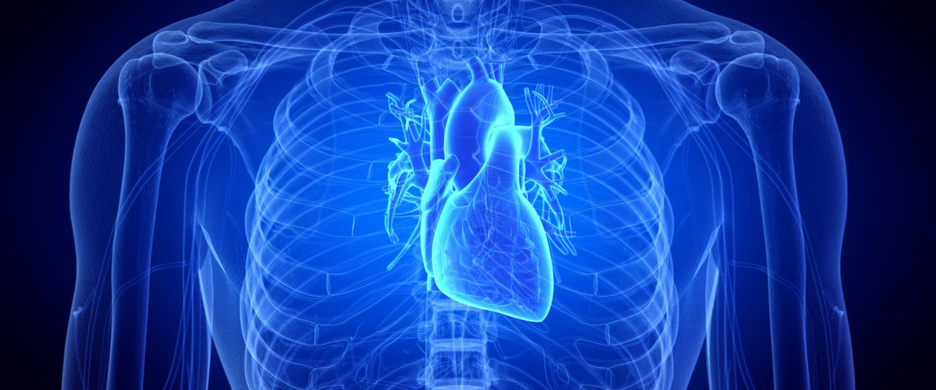 3d rendered medically accurate illustration of the human heart